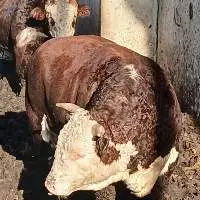 Frozen Georgian Beef Meat
