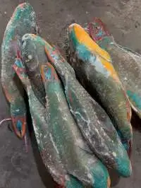 Parrot Fish