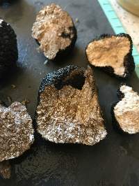 Fresh Black Truffles