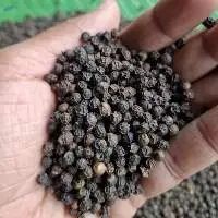 Pure Natural Whole Black Pepper 550 GL