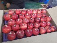 Premium Fresh Kashmiri Apples Export Quality