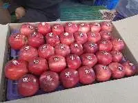 Premium Fresh Kashmiri Apples Export Quality