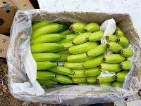 Fresh Indian Cavendish Bananas for Global Export