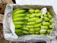Fresh Indian Cavendish Bananas for Global Export