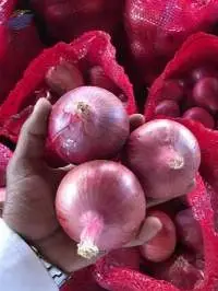 Fresh Indian Red Onion Export Quality