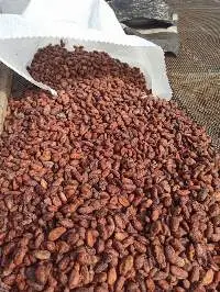 Cocoa Beans