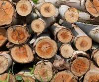 Wood - Eucalyptus Export Timber, Kiln-dried / Sa
