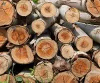 Wood - Eucalyptus Export Timber, Kiln-dried / Sa