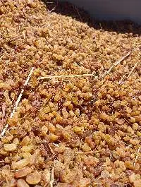 Organic Raisins