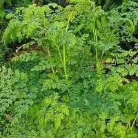 Premium Quality Moringa Leaves Extracts