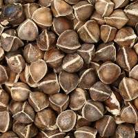 Premium Quality Moringa Seeds Export Grade