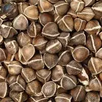 Premium Quality Moringa Seeds Export Grade