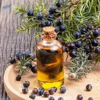 Premium Export Grade Quality Juniper Berry Oil