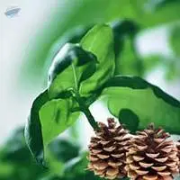 High Quality Export Grade Isobornyl Acetate
