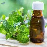 Premium High Quality Mentha Piperita Oil