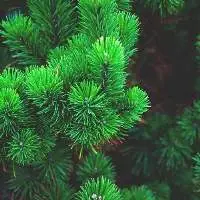 Export Grade High Quality Beta Pinene
