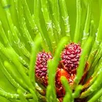 Export Grade High Quality Alpha Pinene