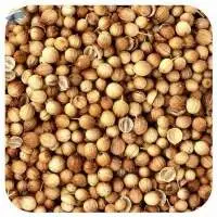 Coriander Seeds Eagle / Scooter / Single Parrot
