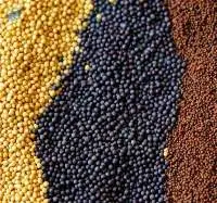 Export Grade Yellow Mustard Seeds