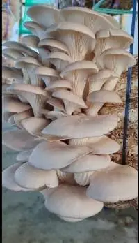 Fresh Oyster Mushroom