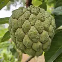 Fresh Harvest Custard Apple - Sitaphal