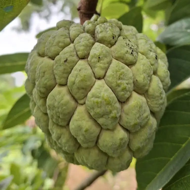 Fresh Harvest Custard Apple - Sitaphal
