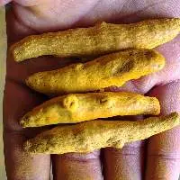 Turmeric