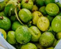 Premium Frozen Guava Export Quality