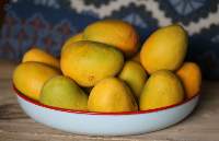 Premium Totapuri Mango Export Quality