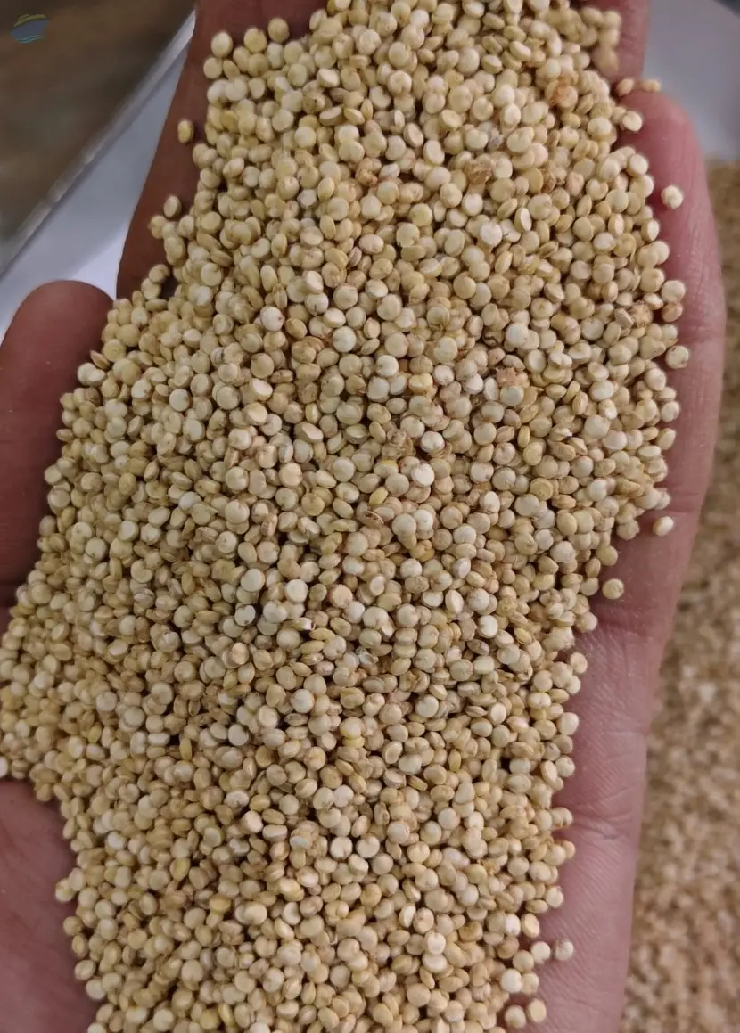 Quinoa