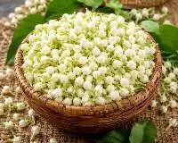 MADURAI JASMINE (MALLI)