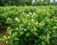 Fresh Pitchi Buds (Jasminum Grandiflorum)