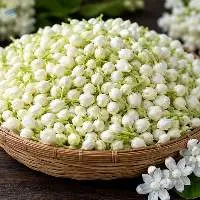 Premium Madurai Jasmine Malli Export Quality