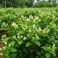 Export Grade Quality Fresh Pitchi Buds