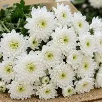 Fresh White Chrysanthemum Bulk Export Supply 