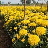 Fresh Yellow Chrysanthemum Bulk Export Supply
