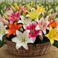 Premium Export Quality Fresh Lily Flowers