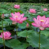 Premium Export Quality Fresh Lotus Flowers