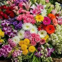 Premium Export Quality Fresh Flowers
