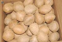 Dry Coconut Ball Copra - Coco Nucifera