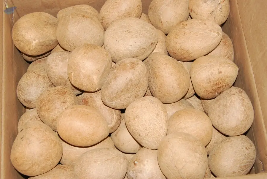 Dry Coconut Ball Copra - Coco Nucifera