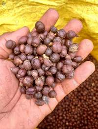 Premium Robusta Coffee Madagascar 100% Natural