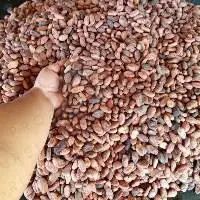 Flavor Cocoa 100% Natural Madagascar Cacao Beans