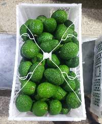 Hass Avocado