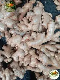 Ginger