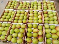 Fresh Mango
