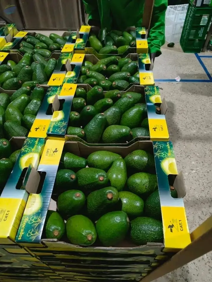 Fuerte Avocados