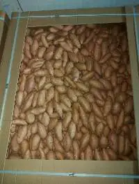 Sweet Potato