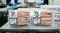 Premium Whole Frozen Squid 