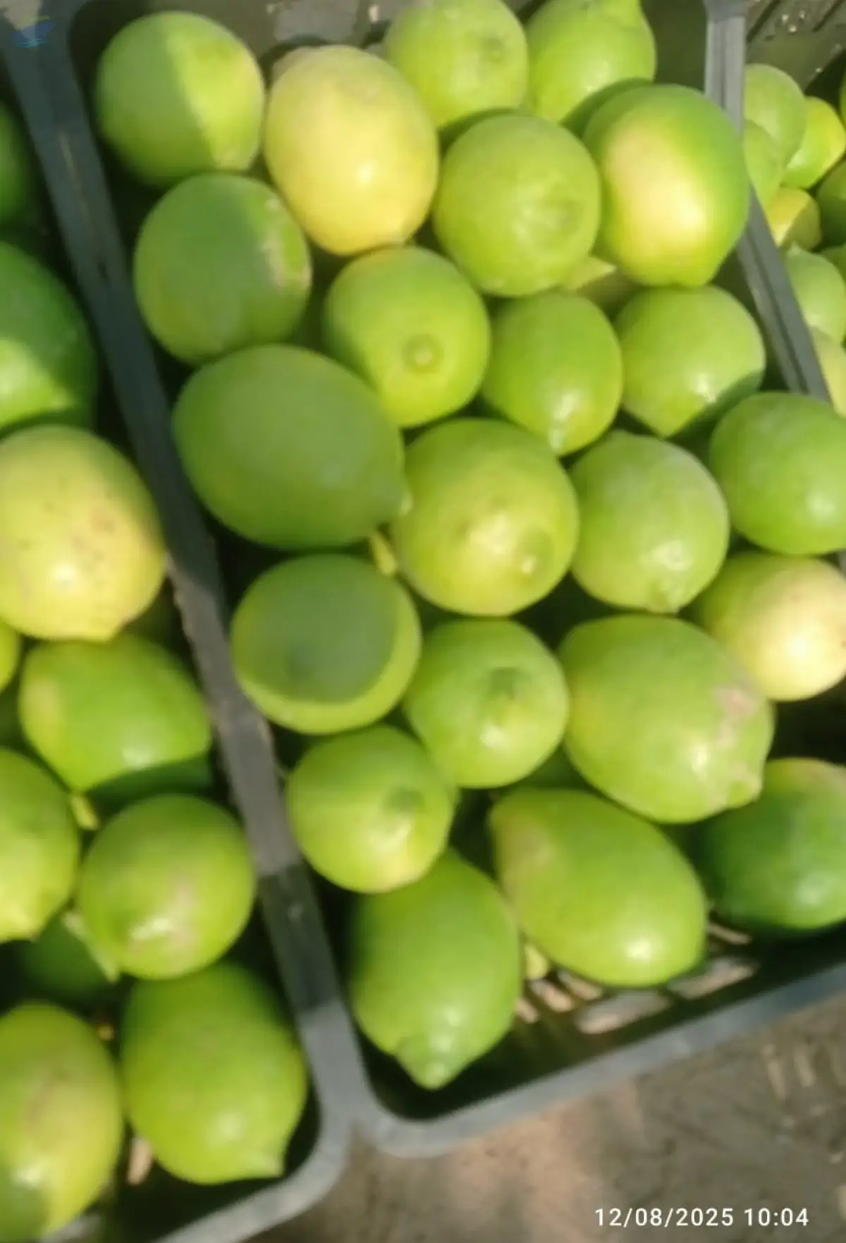 Egyptian Eureka Seedless Lemons